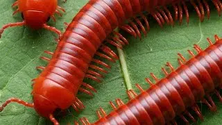 Naturea's Tiny Architects: Witnessing Harmony in a Millipede colony