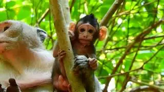 Really Lovely & cute baby monkey Mona showing a good gesture/ climbing the tree around her mom.