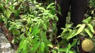 Tour dei Vivai Torre a Milazzo- Piante di cannella a Milazzo ! -Ottava  parte