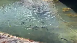 video peixos