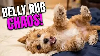 Cavapoo Puppy Belly Rub Chaos!