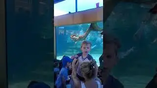 Aqwa Mermaids Perth