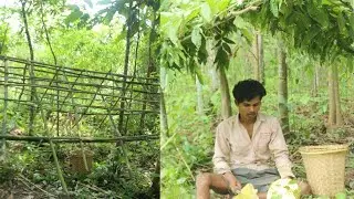 Bamboo Shelter, wild find food jongle fruit eating and relexing : Survival Alone
