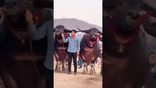 Thai Buffalo Fastival #shorts