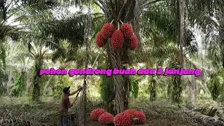 Jos gandos,, buah ada 5 janjang,, pohong lumayan gondrong. Mantul. #sawit#skill,,#panen sawit,, 