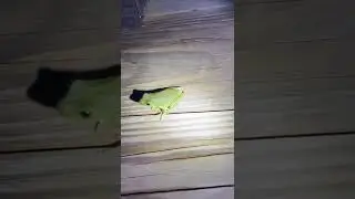 Squirrel frog, or green tree frog?????????￼