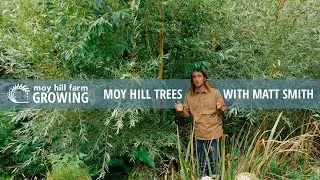 MOY HILL TREES WITH MATT SMITH