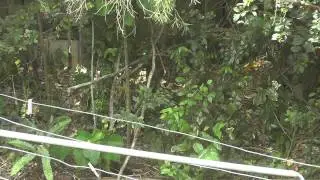 Bird vs Lizard