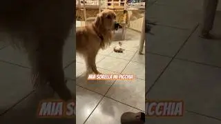 Lotta con la sorellina! #shorts #goldenretriever #canedivertente #cane #funnydog #gatto