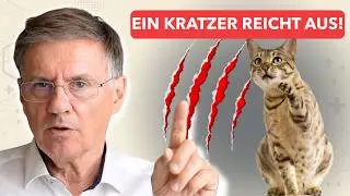 Ein Kratzer reicht &ndash; und dein K&ouml;rper k&auml;mpft jahrelang!  | Die Wahrheit &uuml;ber Bartonellen