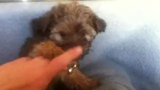 Packita pachuchina