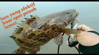 zerek stream X vs baby grouper