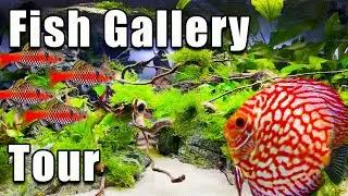 This May Be The BEST Fish Store I Have Seen! The Fish Gallery