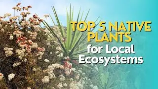 Top 5 Native Plants for Local Ecosystems