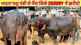 भादरा पशु मंडी से भैंस सिर्फ 55000₹ में ख़रीदो देखिये 18/01/25 को मंडी का माहौल कैसा रहा~Bhdara News