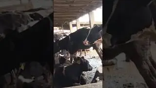 Bird flu found in dairy farm worker