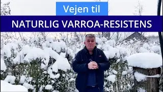 Vejen til naturlig varroa-resistente bifamilier
