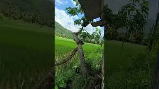 The world's most unique papaya tree - antique and surprising to residents#shorts