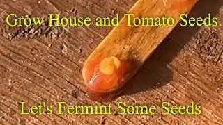 Grow house and Tomato Seeds