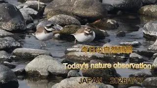 今日の自然観察　Today's nature observation　JAPAN  2026/1/17