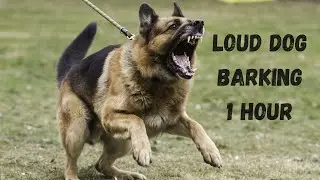 Aggressive dog barking | Angry loud dog barking 1 hour