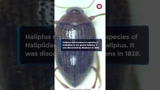 Haliplus mucronatus #Shorts #wikipedia #youtubeshorts #facts #fact