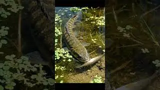 🎣 UNBELIEVABLE Catch in the Countryside! You Won't Believe What Happened! 🤯 #fishing #countrylife