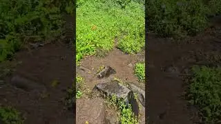 Trail to Kalipedati waterfall