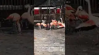 Chilean Flamingo