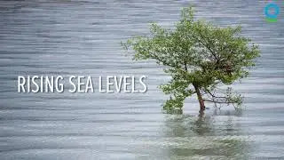 Ep 4 Video What threatens our mangroves