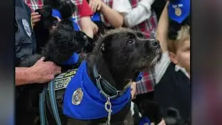 On the Road: Hero dog's unique trick isn't shaking hands - it's healing others