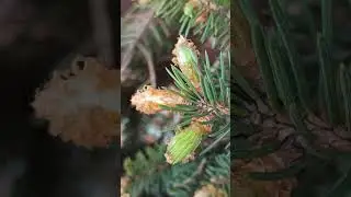 Как вылупляются новые иголочки #психологонлайн #жизнь #психология