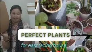 East facing house per kaun se paudhe lagaen।।🪴💫🌿🌵 plant for East facing house