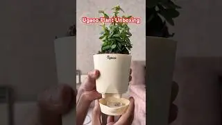 Ugaoo Jade Plant with Self Watering Pot 🪴  #shorts #ytshorts #ugaoo ##unboxing #plants @Ugaoo