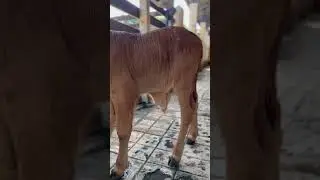 El ni&ntilde;o de la #63 🍼🐮 #ganaderiacolombiana #campocolombiano #cows  #terneros #ganadobovino