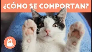Comportamiento de los gatos - Claves para entenderlo