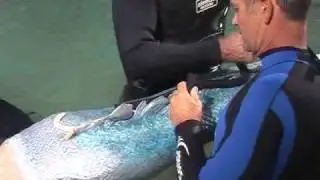 JMB FX Studio -  Aquamarine