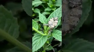 Did You Know Plants Can 'Smell' Other Plants?