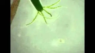 Hydra viridis SM