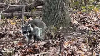How to Use Dog-Proof Raccoon Traps (Step-By-Step Guide for Beginners)