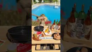 Mam co robić 🌰🥜🐿️