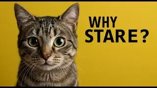 Why Your Cat Stares at You in Silence | Hidden Meaning Revealed
