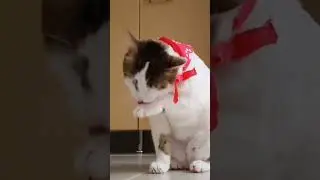 Adorable Cat Cleaning Routine: Watch Her Clean Her Face!