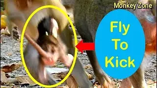 Delena Flies to Kick Cos So Angry Kari, Baby monkey Very Angry Turns to Cry