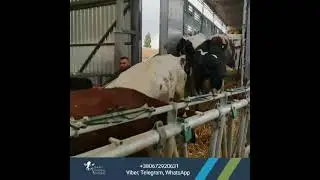 Поставка племенного КРС