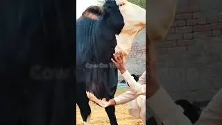 Watch the stunning Black and White  Cow In Mandi 2026 🐂 #shorts #cow #cowmandi2026