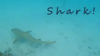 Perfect Day at CocoCay Snorkeling