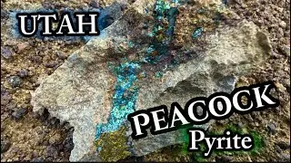 Utah peacock pyrite collecting today