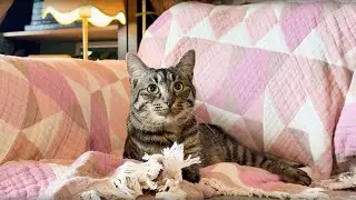 Relaxing music at home with my cat - cozy cat lover life