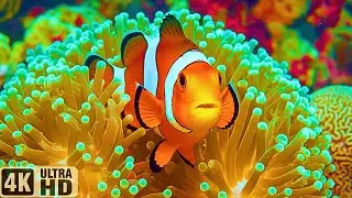 Beautiful Ocean Dreams 4K 🐠 Tropical Fish & Jellyfish &ndash; Peaceful Music for Sleep